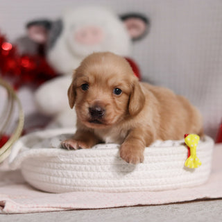 Luca - Available 3/5