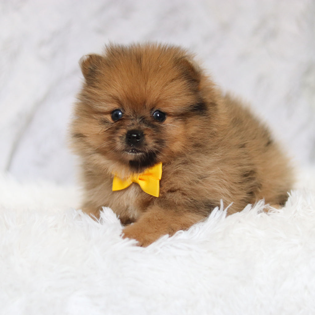 Parker - Available 2/26