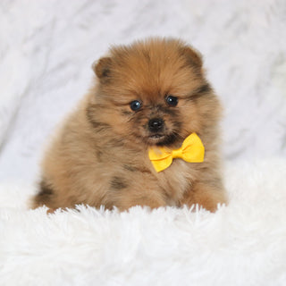 Parker - Available 2/26