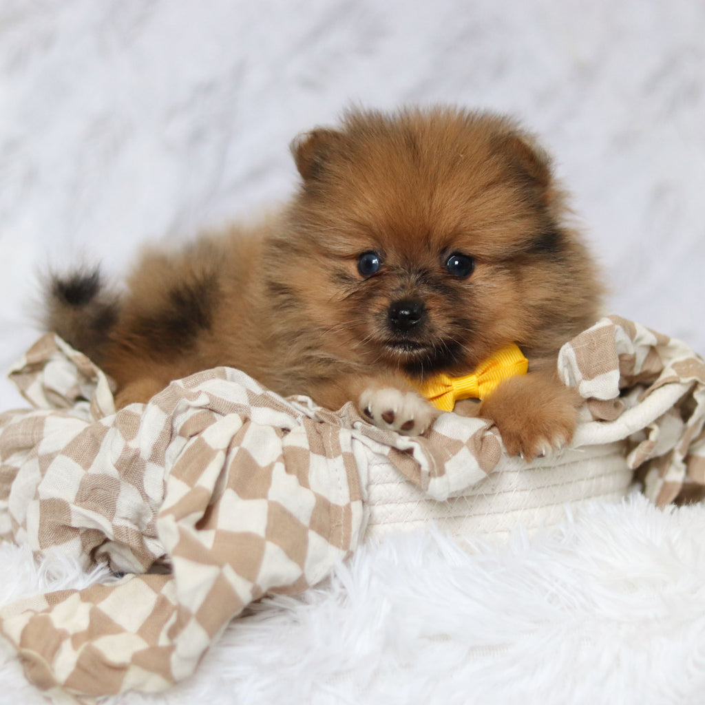 Parker - Available 2/26