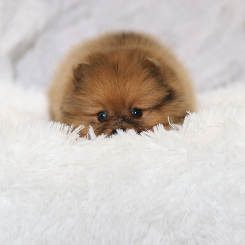 Parker - Available 2/26