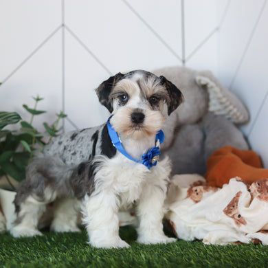 Zuri - Available 2/18