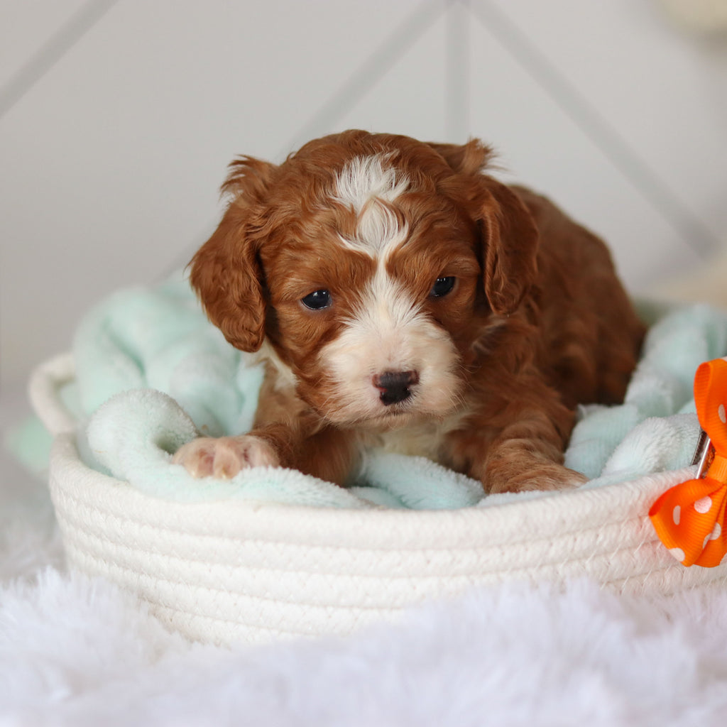 Cohen - Available 3/19