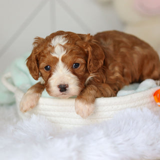 Cohen - Available 3/19