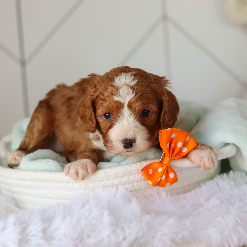 Cohen - Available 3/19