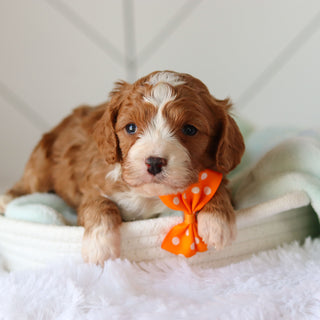 Cohen - Available 3/19