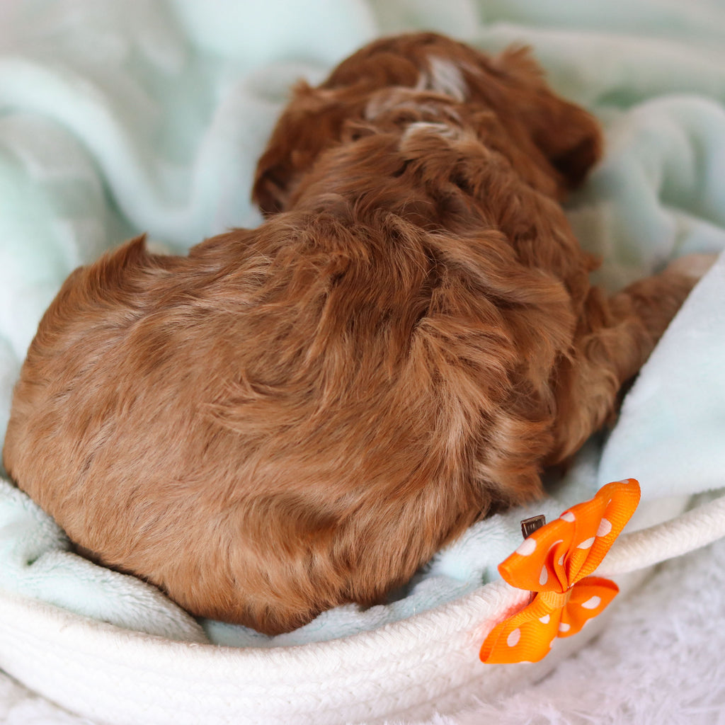 Cohen - Available 3/19