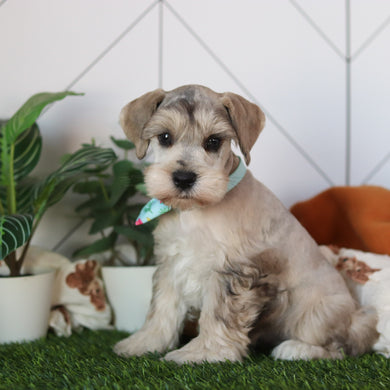 Hughes - Available 2/18