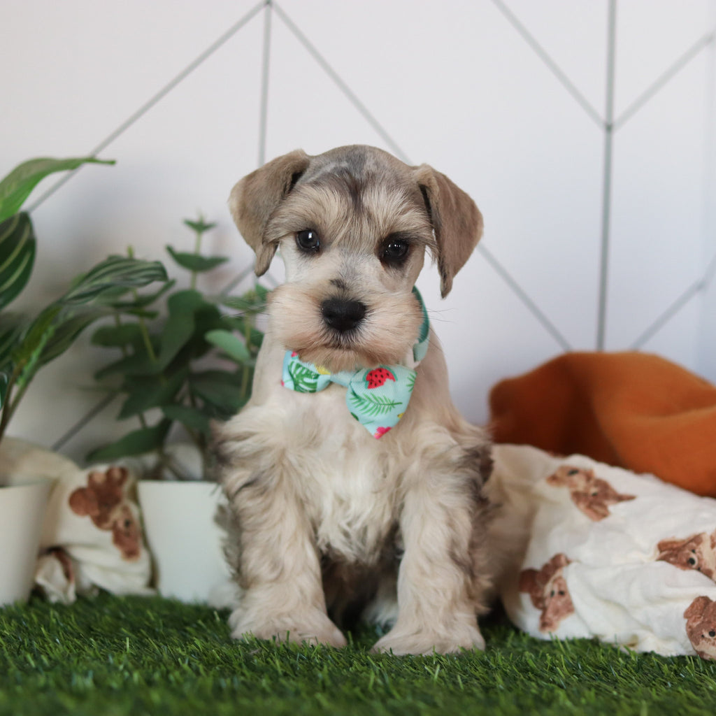 Hughes - Available 2/18