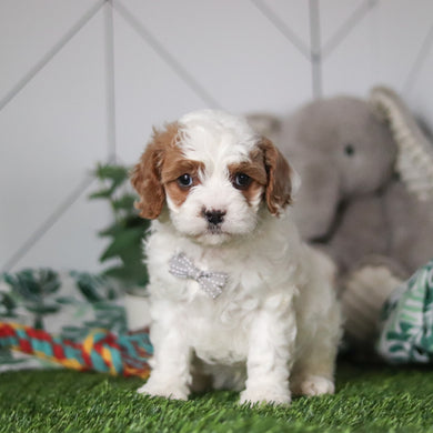 Nolan - Available 3/12