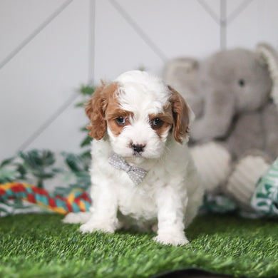 Nolan - Available 3/12