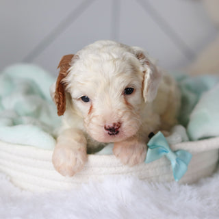 Cade - Available 3/19