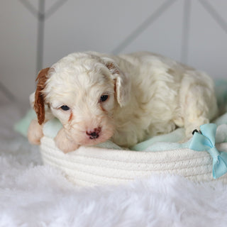 Cade - Available 3/19