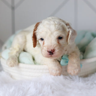 Cade - Available 3/19