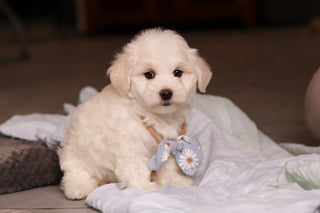 Howie - Available 5/14