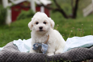 Howie - Available 5/14