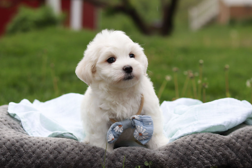Howie - Available 5/14