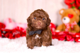 Knox - Available 2/11