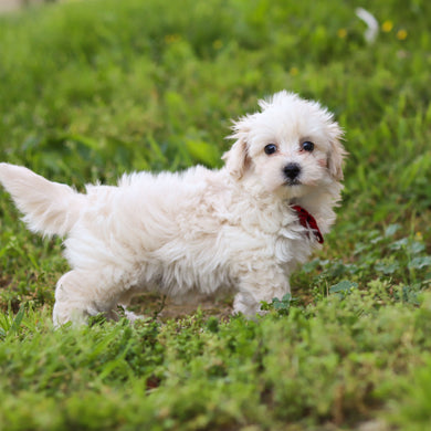 Stefan - Available Now
