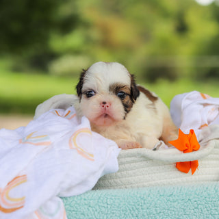 Chester - Available 9/24