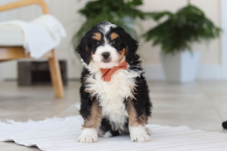 Archer - Available Now