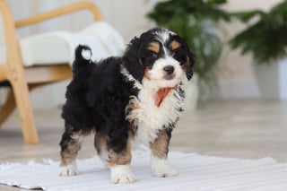 Archer - Available Now