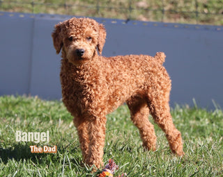 Jeremy - Available 12/23