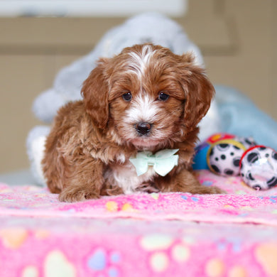 Wyatt - Available 4/23