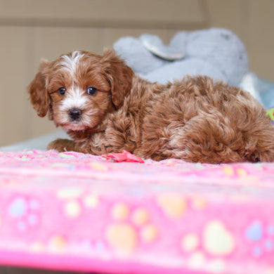 Wyatt - Available 4/23