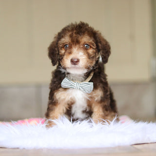 Ripley - Available Now