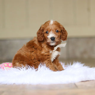 Newton - Available 6/4