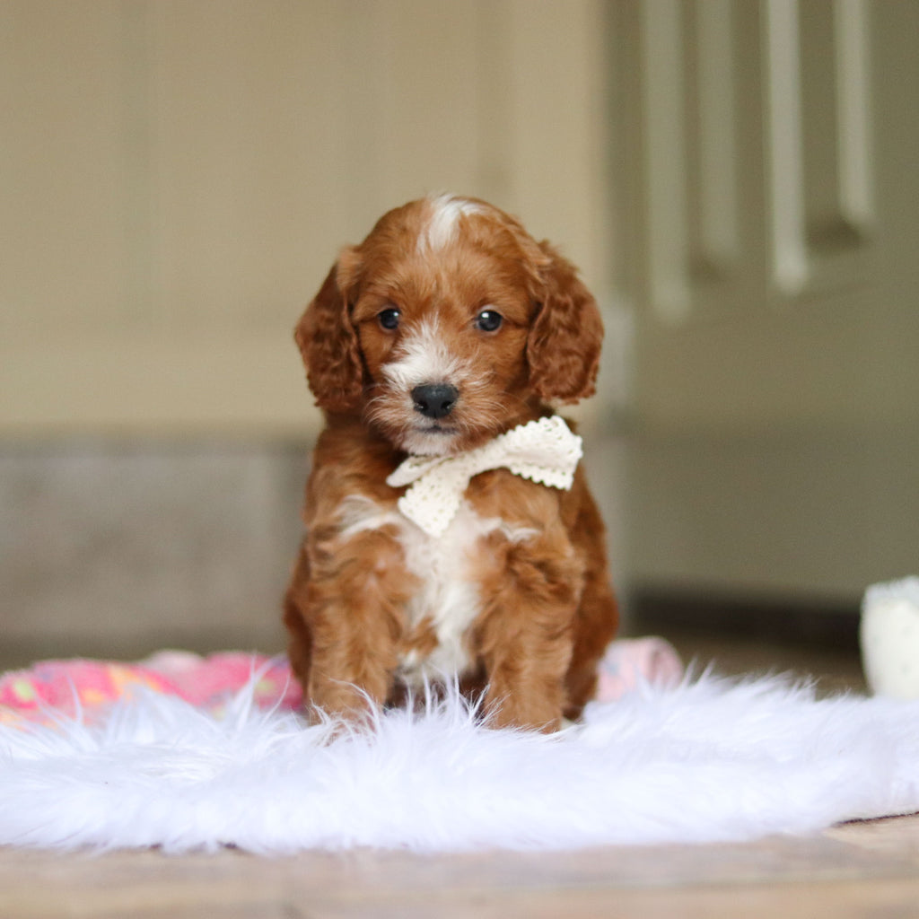 Newton - Available 6/4