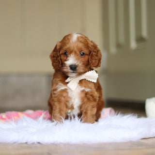 Newton - Available 6/4