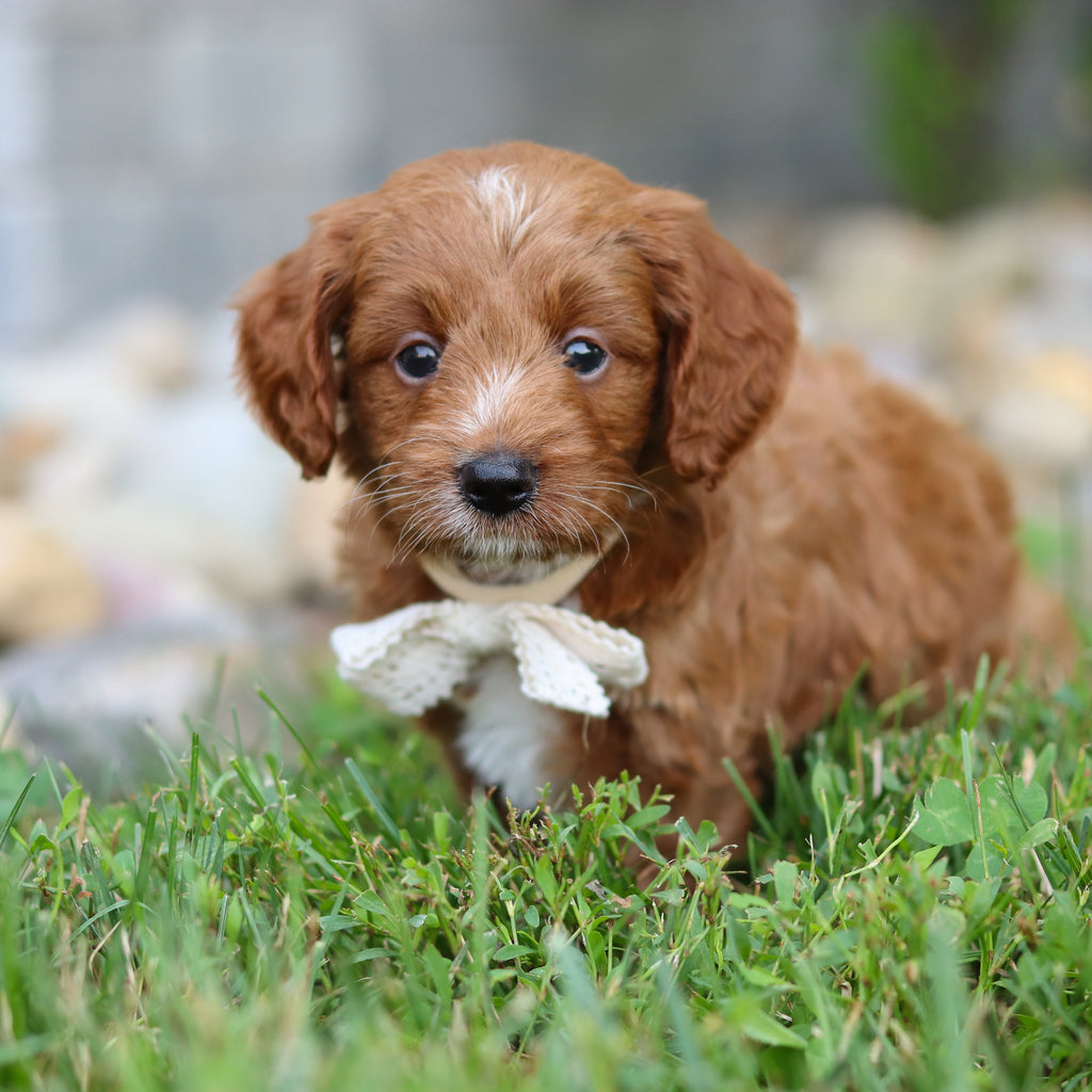 Reno - Available 8/6