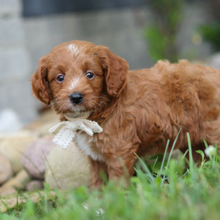 Reno - Available 8/6