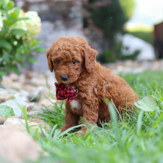 Rascal - Available 8/6