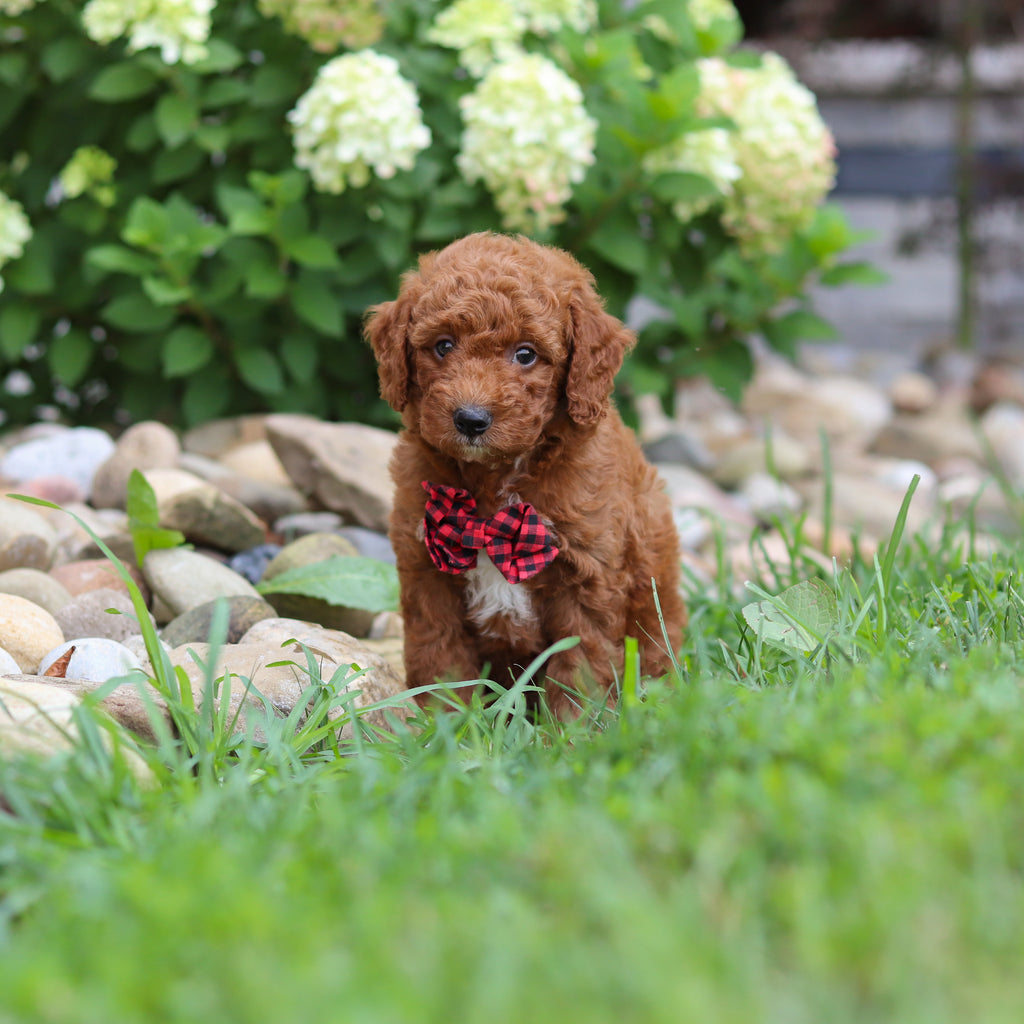 Rascal - Available 8/6