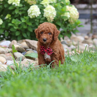 Rascal - Available 8/6