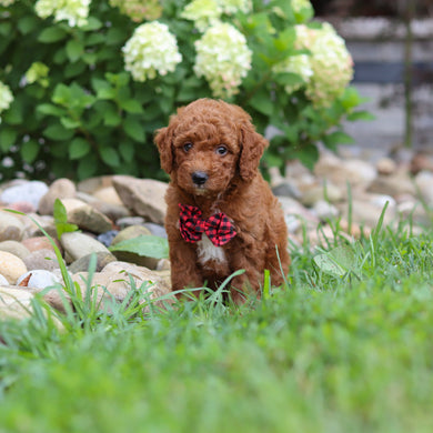 Rascal - Available 8/6