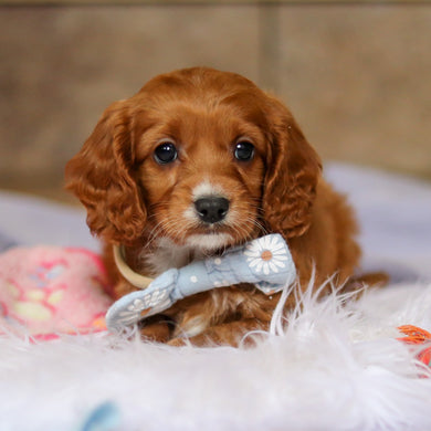 Zippy - Available 4/2