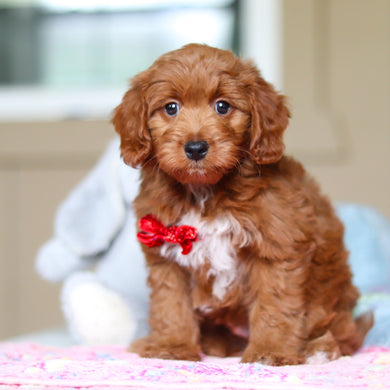 Phoenix - Available 4/16