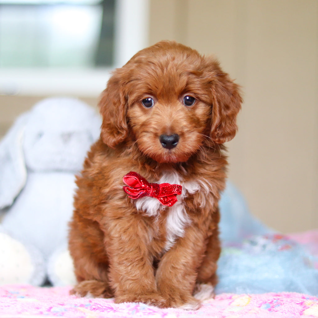 Phoenix - Available Now