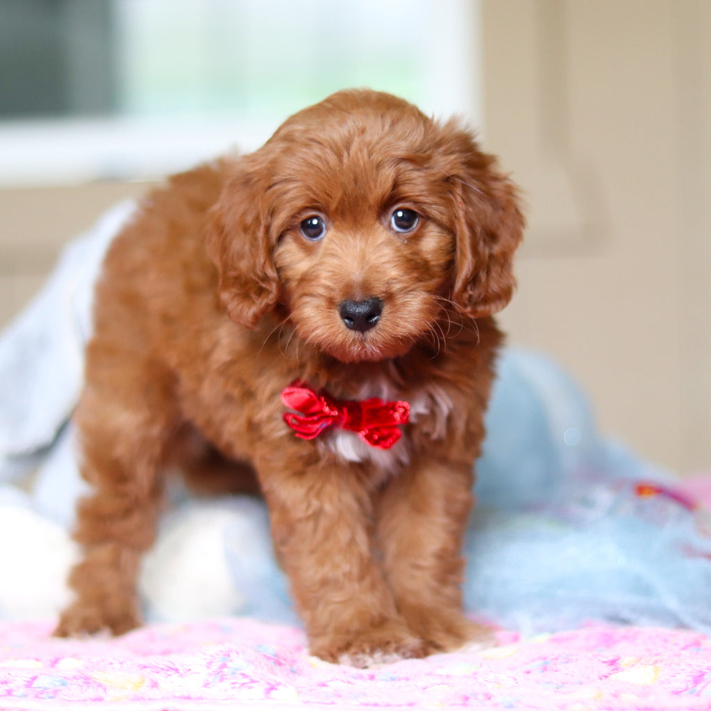 Phoenix - Available Now