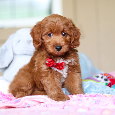 Phoenix - Available 4/16