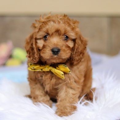 Douglas - Available 4/2