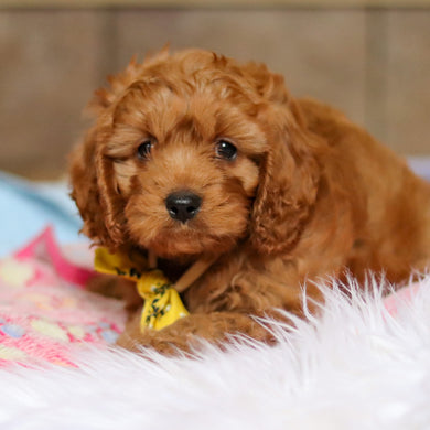 Douglas - Available 4/2