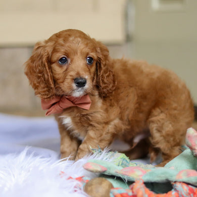 Stevie - Available Now