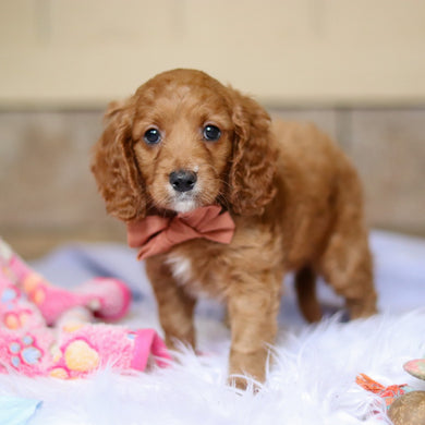 Stevie - Available Now