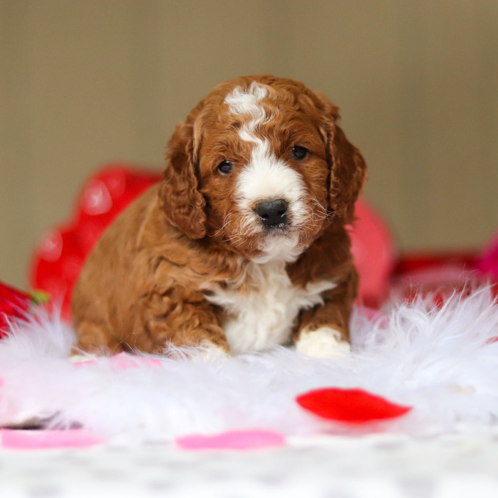 Ezra - Available Now