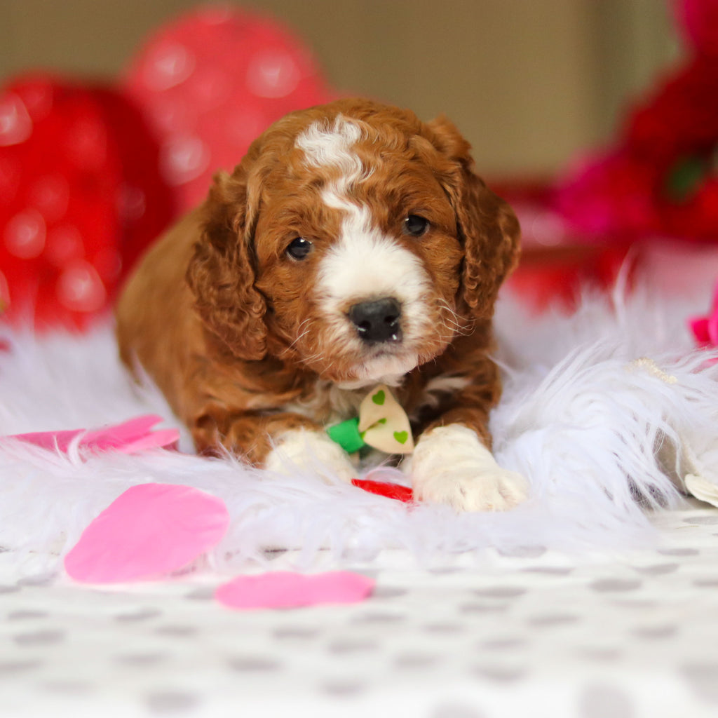 Ezra - Available Now